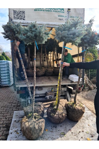 Ель Глаука Глобоза на штамбе доставка собственным транспортом в пределах Киевской области